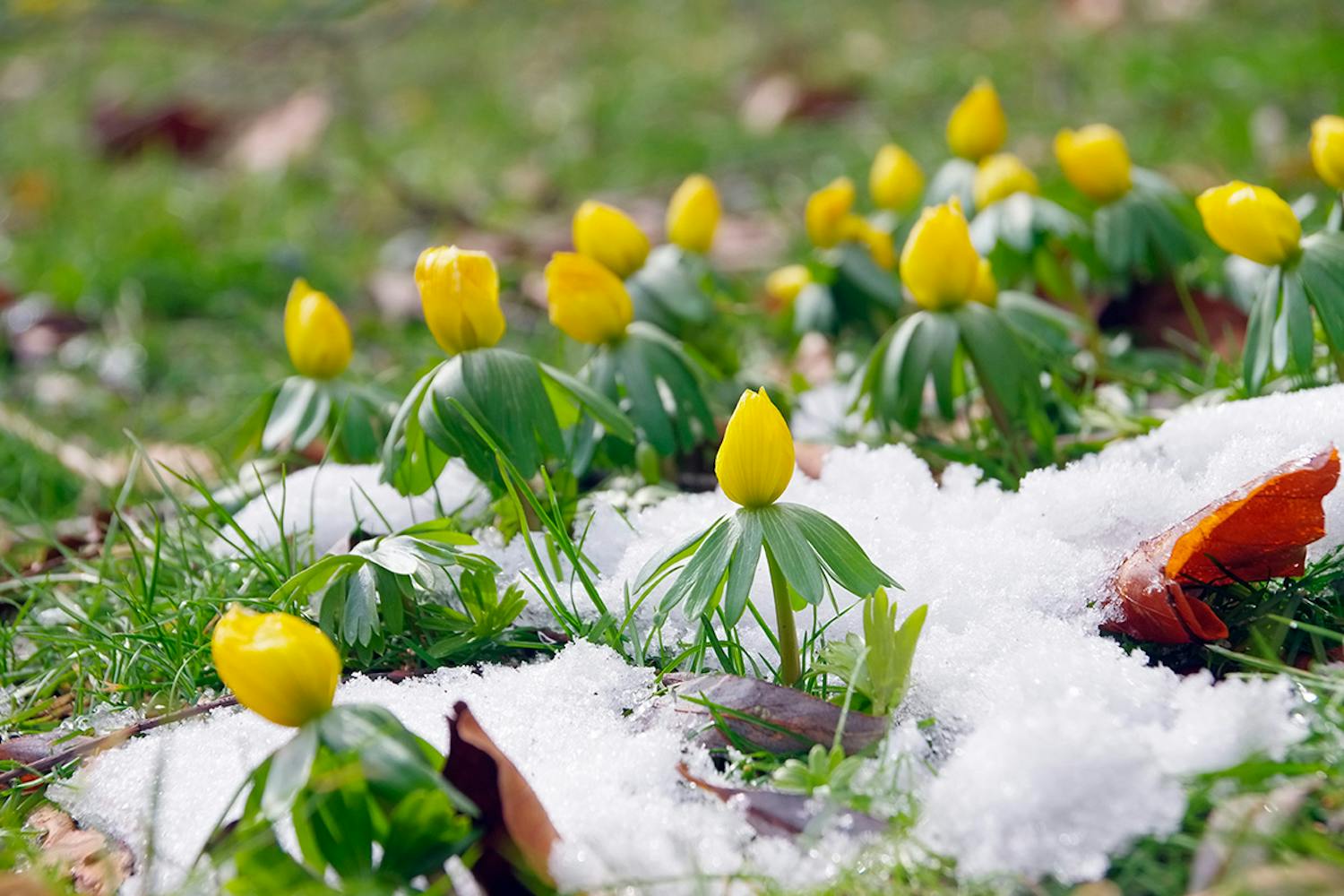 Erantis Erantis - årets første forårsbebuder